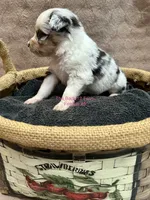 Mini Female #5, a female Miniature Australian Shepherd for sale in Meyersdale, PA – 2 of 5