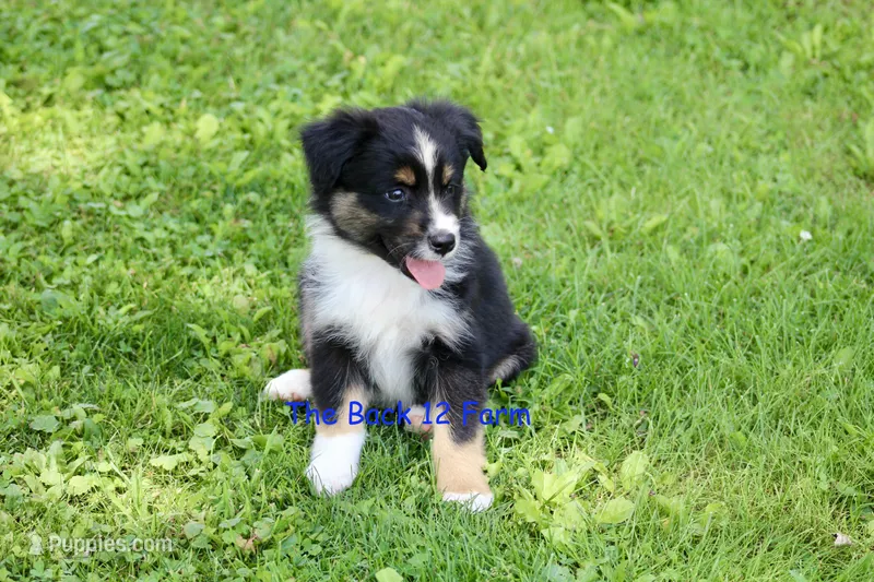 Mini Male #3 – Miniature Australian Shepherd puppy for sale in Meyersdale, PA