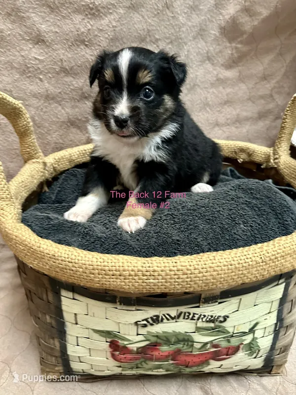 Mini Female #2 – Miniature Australian Shepherd puppy for sale in Meyersdale, PA