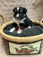 Mini Female #2, a female Miniature Australian Shepherd for sale in Meyersdale, PA – 1 of 6