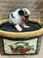 Mini Female #3, a female Miniature Australian Shepherd for sale in Meyersdale, PA – 2 of 5