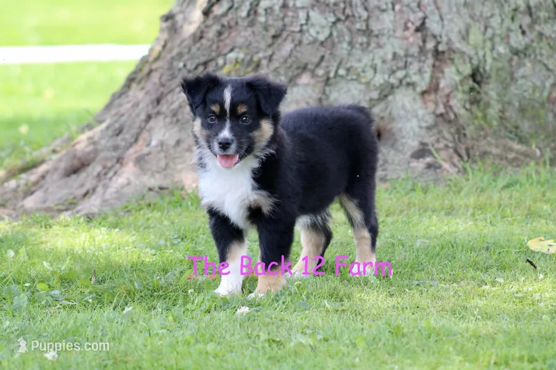 Mini Female #2 – Miniature Australian Shepherd puppy for sale in Meyersdale, PA