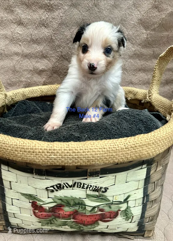 Mini Male #4 – Miniature Australian Shepherd puppy for sale in Meyersdale, PA