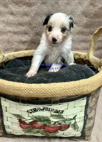 Mini Male #4, a male Miniature Australian Shepherd for sale in Meyersdale, PA – 1 of 4