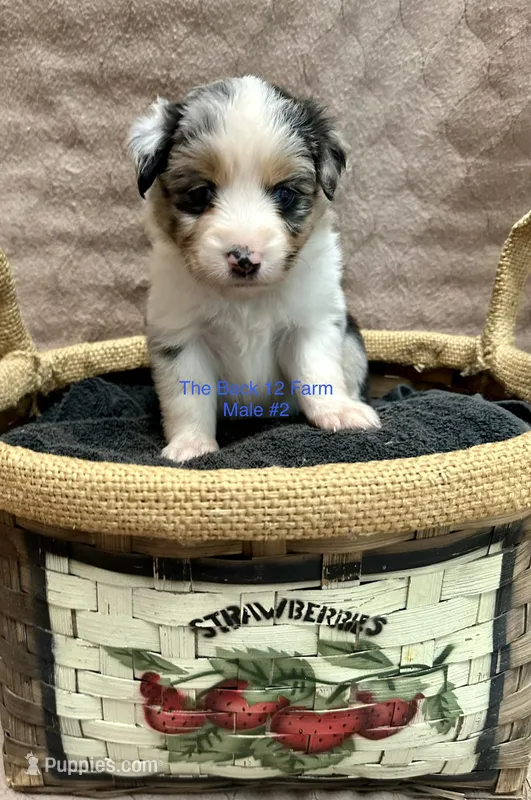 Mini Male #2 – Miniature Australian Shepherd puppy for sale in Meyersdale, PA