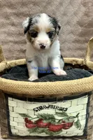 Mini Male #2, a male Miniature Australian Shepherd for sale in Meyersdale, PA – 1 of 5