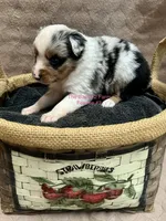 Mini Female #3, a female Miniature Australian Shepherd for sale in Meyersdale, PA – 3 of 5