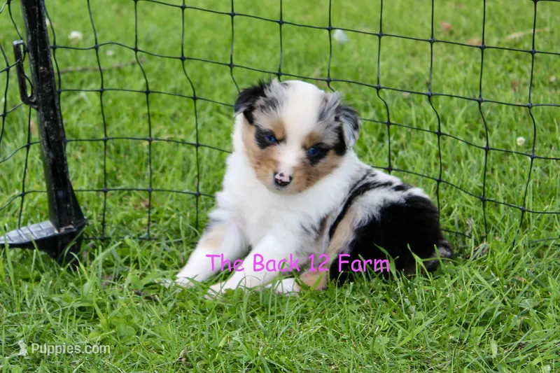 Mini Female #3 – Miniature Australian Shepherd puppy for sale in Meyersdale, PA
