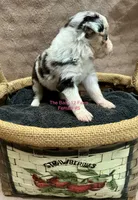 Mini Female #5, a female Miniature Australian Shepherd for sale in Meyersdale, PA – 3 of 5