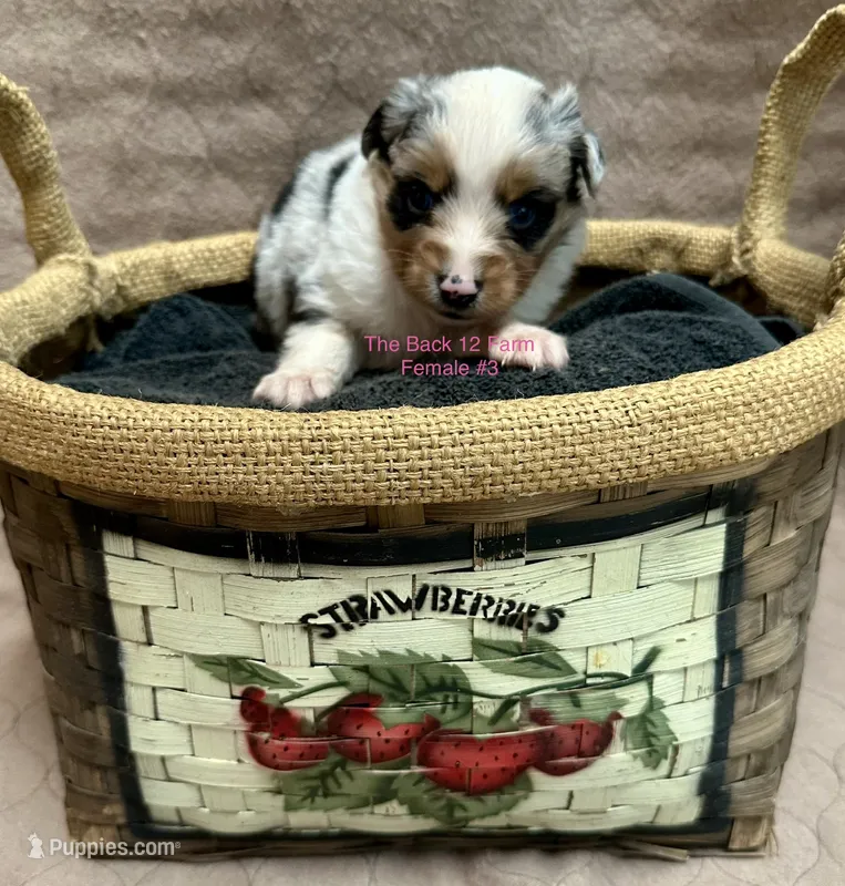Mini Female #3 – Miniature Australian Shepherd puppy for sale in Meyersdale, PA
