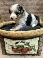 Mini Male #2, a male Miniature Australian Shepherd for sale in Meyersdale, PA – 2 of 5