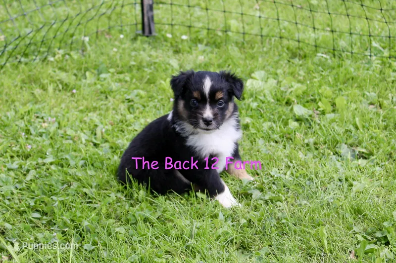 Mini Female #2 – Miniature Australian Shepherd puppy for sale in Meyersdale, PA