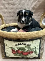 Mini Female #2, a female Miniature Australian Shepherd for sale in Meyersdale, PA – 3 of 6
