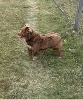 Mini Female #5, a female Miniature Australian Shepherd for sale in Meyersdale, PA – 5 of 5
