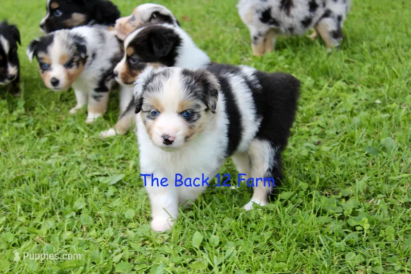 Mini Male #2 – Miniature Australian Shepherd puppy for sale in Meyersdale, PA