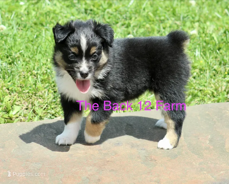 Mini Female #2 – Miniature Australian Shepherd puppy for sale in Meyersdale, PA