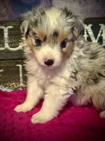 BMF , a female Toy Australian Shepherd for sale in Tolar, TX – 2 of 4