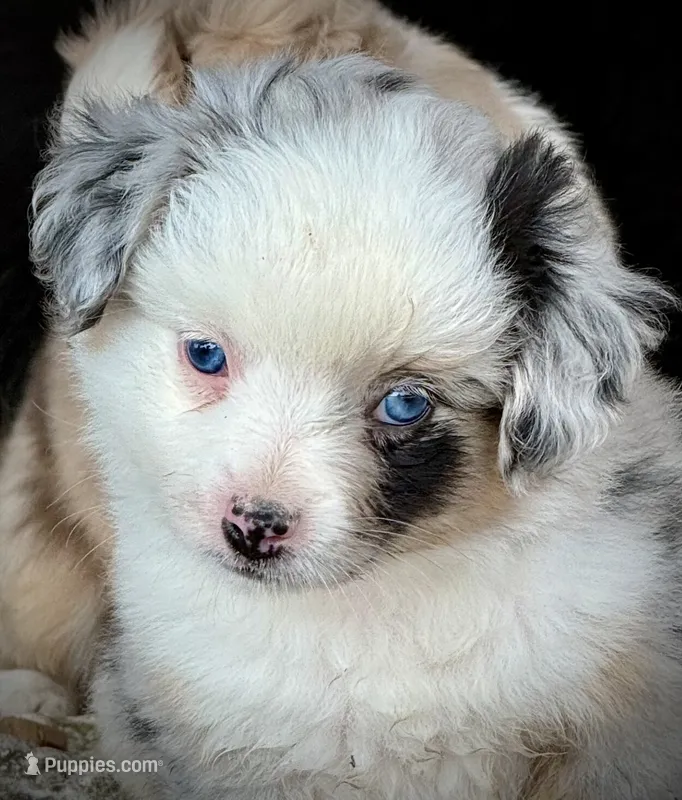 Blue Merle Female  – Miniature Australian Shepherd, Toy Australian Shepherd puppy for sale in Tolar, TX