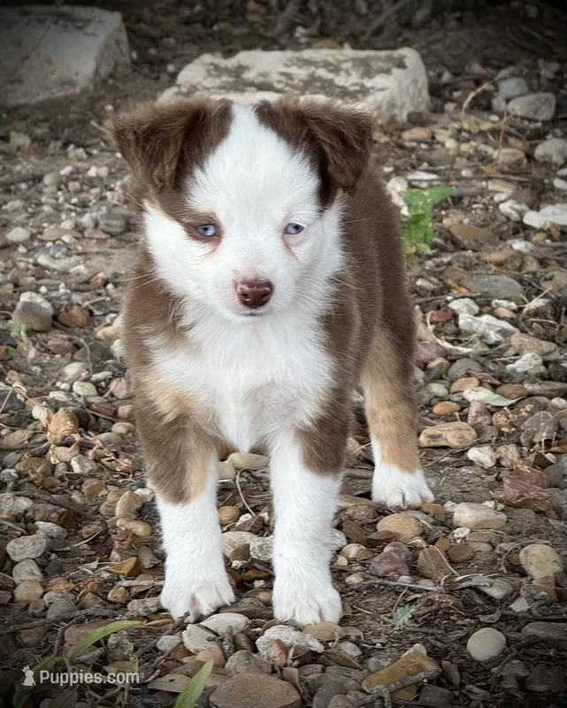 Red Tri Female  – Miniature Australian Shepherd, Toy Australian Shepherd puppy for sale in Tolar, TX