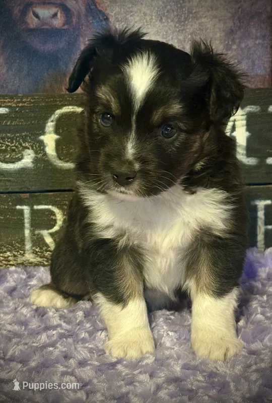BTM  – Miniature Australian Shepherd, Toy Australian Shepherd puppy for sale in Tolar, TX