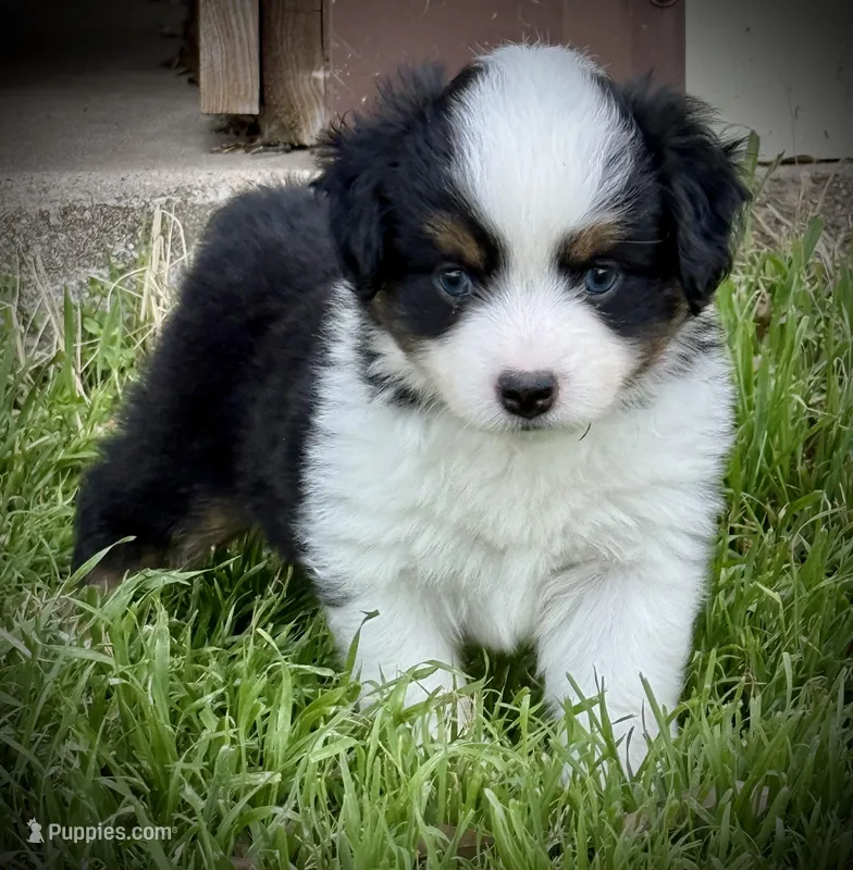 BET – Miniature Australian Shepherd, Toy Australian Shepherd puppy for sale in Tolar, TX