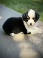 BET, a male Miniature Australian Shepherd and Toy Australian Shepherd for sale in Tolar, TX – Photo 2 of 2