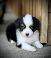 BET, a male Miniature Australian Shepherd and Toy Australian Shepherd for sale in Tolar, TX – Photo 1 of 2