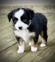 Black Tri Female , a female Miniature Australian Shepherd and Toy Australian Shepherd for sale in Tolar, TX – Photo 2 of 3