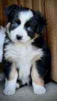Black Tri Female , a female Miniature Australian Shepherd and Toy Australian Shepherd for sale in Tolar, TX – Photo 3 of 3