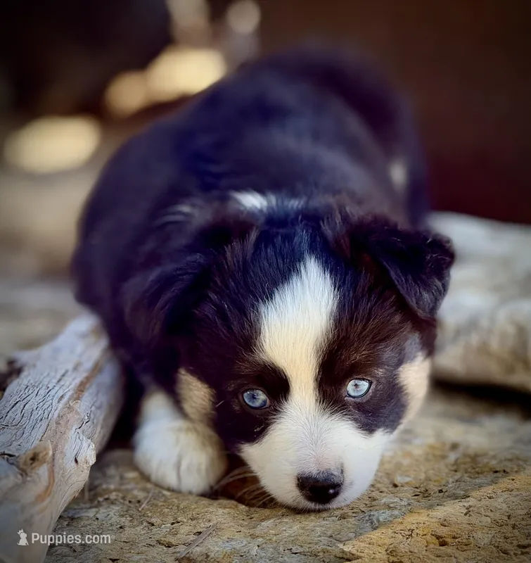 Black Tri Female  – Miniature Australian Shepherd, Toy Australian Shepherd puppy for sale in Tolar, TX