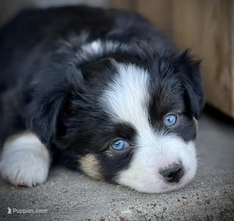 Black Tri Female  – Miniature Australian Shepherd, Toy Australian Shepherd puppy for sale in Tolar, TX