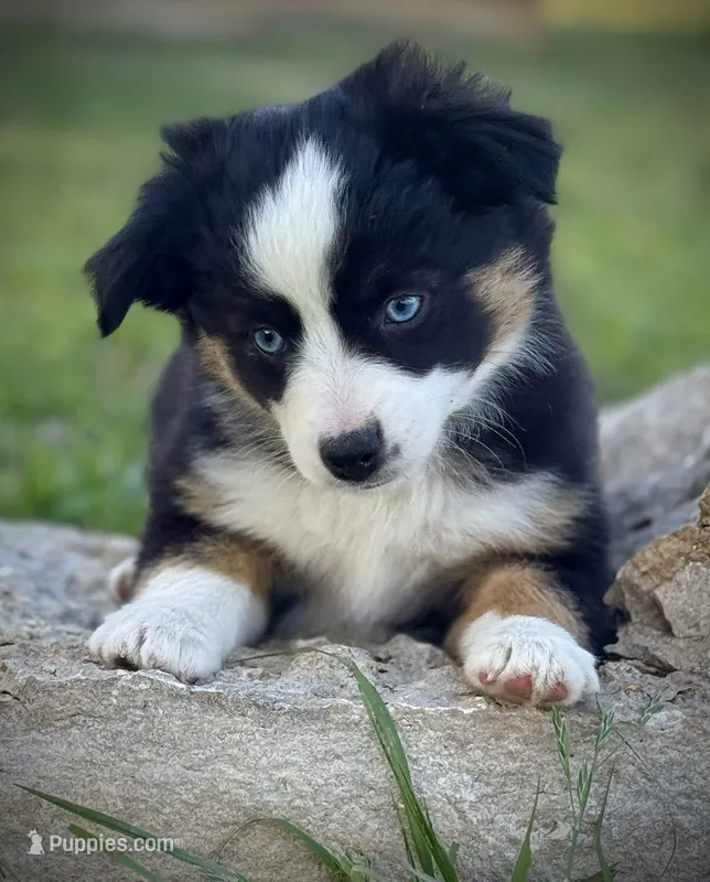 Black Tri Female  – Miniature Australian Shepherd, Toy Australian Shepherd puppy for sale in Tolar, TX