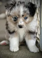 Blue Merle Female 2 , a female Miniature Australian Shepherd and Toy Australian Shepherd for sale in Tolar, TX – 5 of 6