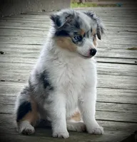 BMF , a female Toy Australian Shepherd for sale in Tolar, TX – 4 of 10