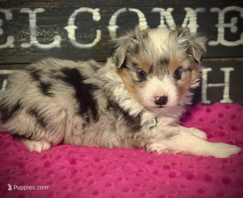 BMF  – Toy Australian Shepherd puppy for sale in Tolar, TX