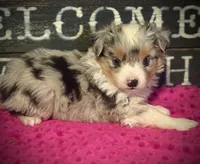 BMF , a female Toy Australian Shepherd for sale in Tolar, TX – 1 of 4