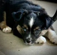 BTM , a male Miniature Australian Shepherd and Toy Australian Shepherd for sale in Tolar, TX – 2 of 8