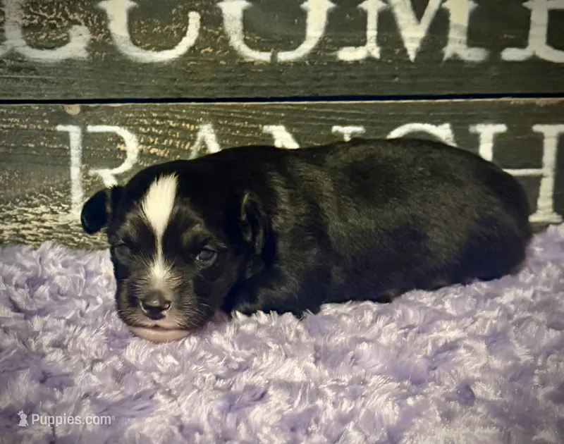 BTM  – Miniature Australian Shepherd, Toy Australian Shepherd puppy for sale in Tolar, TX