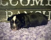 BTM , a male Miniature Australian Shepherd and Toy Australian Shepherd for sale in Tolar, TX – 1 of 1