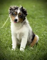 BMM, a male Miniature Australian Shepherd and Toy Australian Shepherd for sale in Tolar, TX – 2 of 10