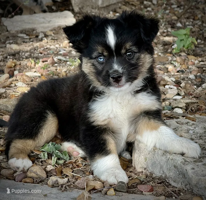 BTM  – Miniature Australian Shepherd, Toy Australian Shepherd puppy for sale in Tolar, TX