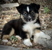 BTM , a male Miniature Australian Shepherd and Toy Australian Shepherd for sale in Tolar, TX – 1 of 8