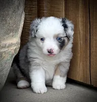 Blue Merle Female , a female Miniature Australian Shepherd and Toy Australian Shepherd for sale in Tolar, TX – 3 of 4