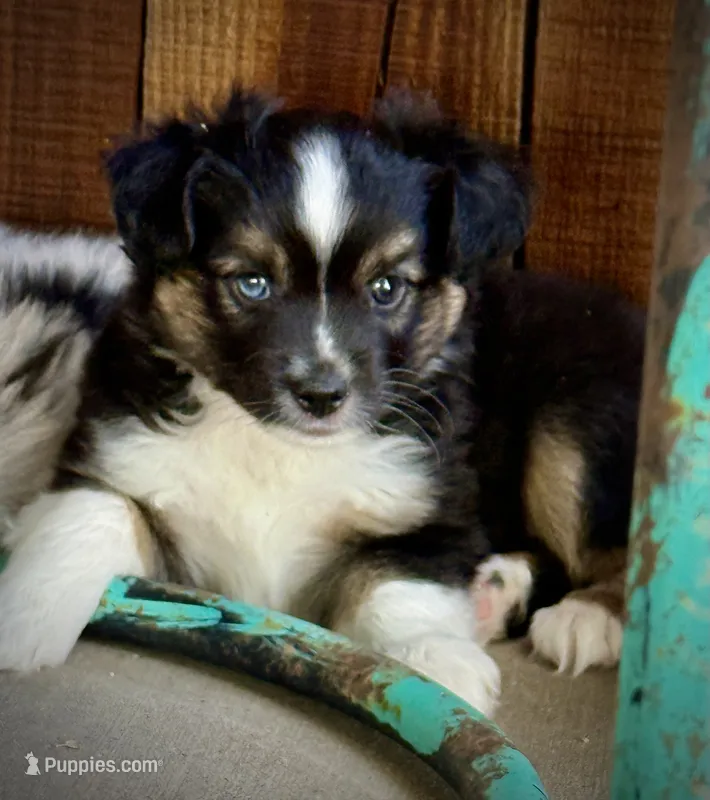 BTM  – Miniature Australian Shepherd, Toy Australian Shepherd puppy for sale in Tolar, TX