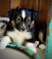 BTM , a male Miniature Australian Shepherd and Toy Australian Shepherd for sale in Tolar, TX – 3 of 8