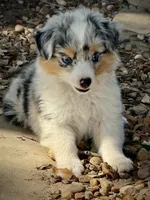 BMF , a female Toy Australian Shepherd for sale in Tolar, TX – 6 of 10