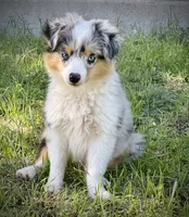 BMF , a female Toy Australian Shepherd for sale in Tolar, TX – 2 of 10