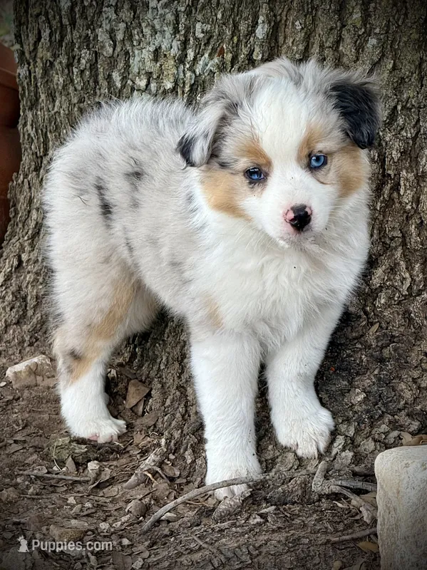 BMM 1 – Miniature Australian Shepherd, Toy Australian Shepherd puppy for sale in Tolar, TX