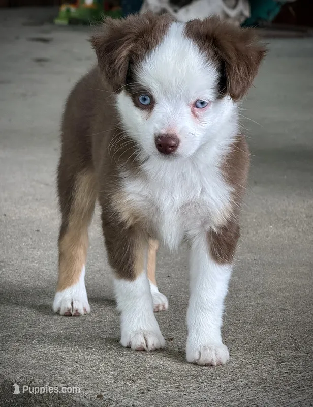 Red Tri Female  – Miniature Australian Shepherd, Toy Australian Shepherd puppy for sale in Tolar, TX
