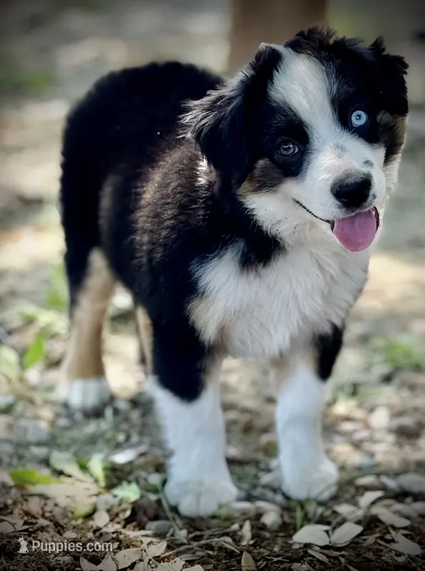 Blk Tri 1  – Miniature Australian Shepherd puppy for sale in Tolar, TX